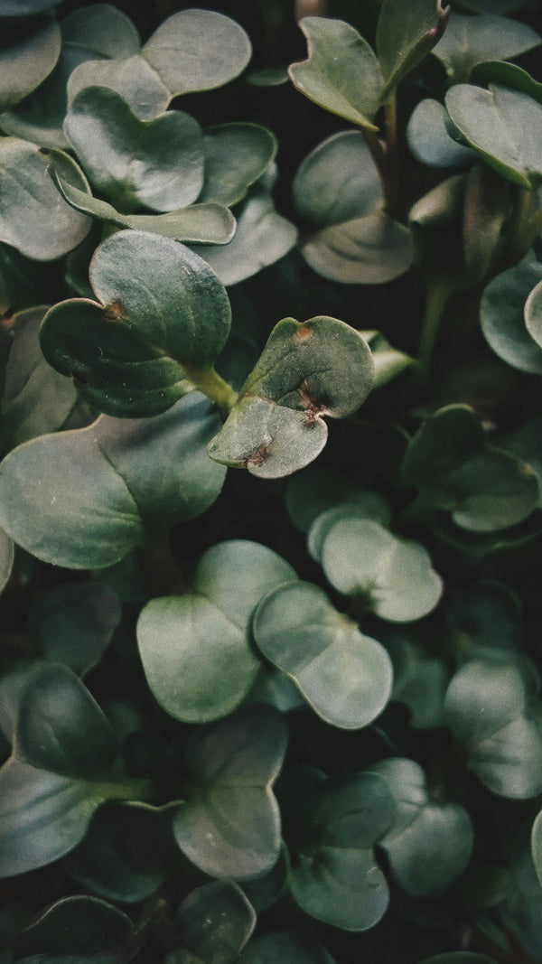 Why Your Microgreens Are Failing: Tray and Lighting Mistakes to Stop Making