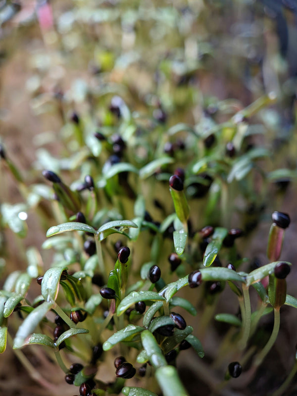 Discover the Benefits of Growing Microgreens at Home