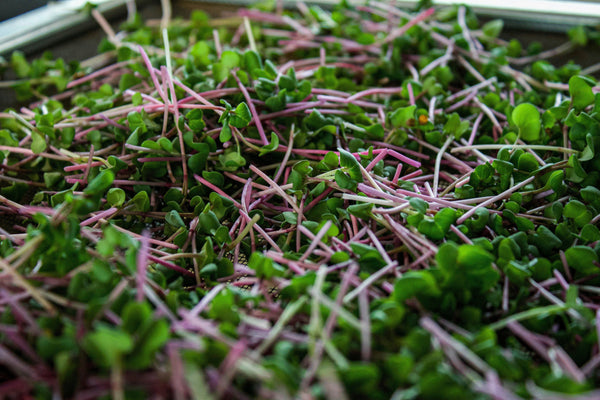 Transform Your Meals with Microgreens: A Home Cook’s Guide to Flavor, Color, and Nutrition