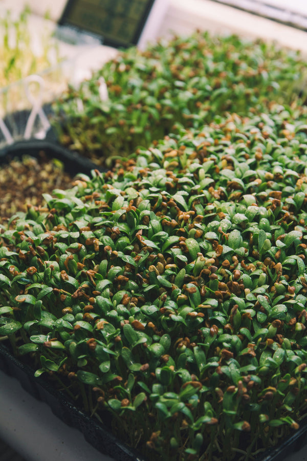 Why Growing Microgreens at Home Can Be a Smart Everyday Food Habit
