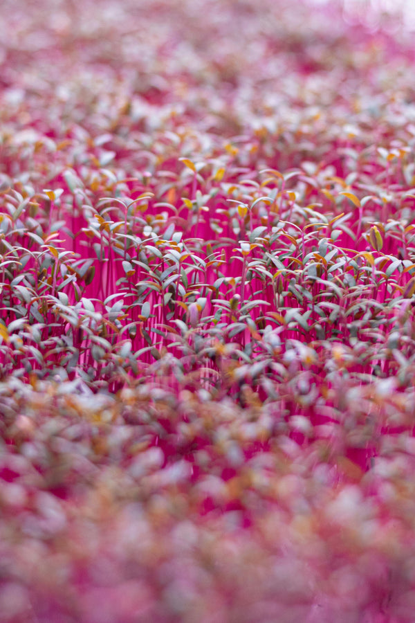 Avoid These Microgreens Mistakes for Lush, Healthy Harvests