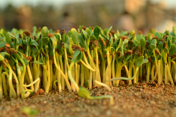 The Tiny Anti-Inflammatory Food You Can Grow at Home