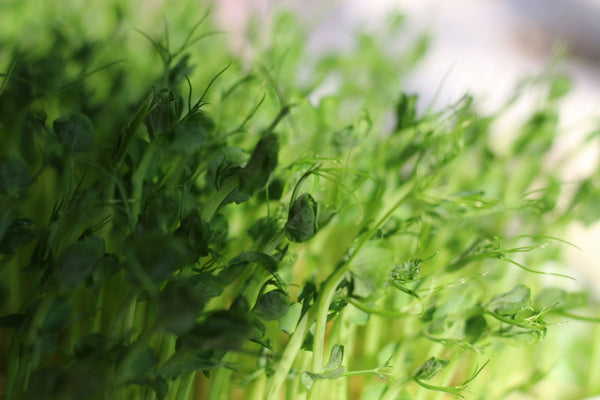 Microgreens Myths Debunked: The Tiny Greens Changing the Way We Eat