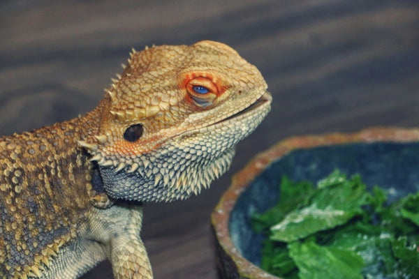 3 Signs Your Reptile's Diet Is Missing Fresh Greens (And How to Fix It)