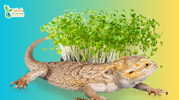 7 Reptile Feeding Mistakes That Can Quietly Harm Your Pet