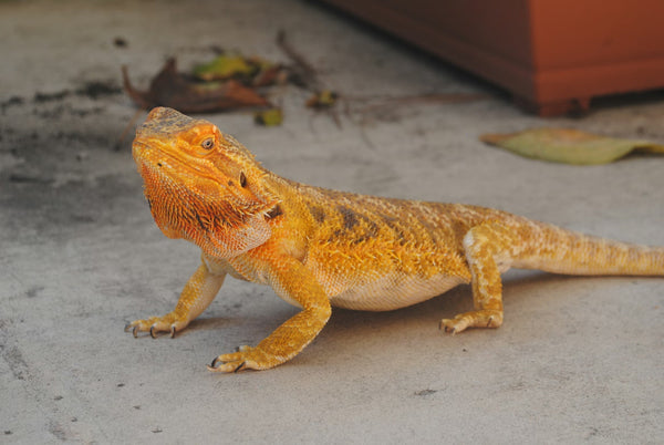 The Reptile Diet Secret Vets Don't Tell You (And How Microgreens Fix It)