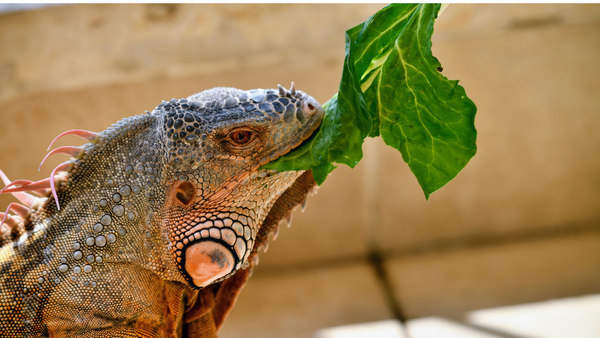 Herbivorous Reptile Vegetable & Fruit Feeding Chart