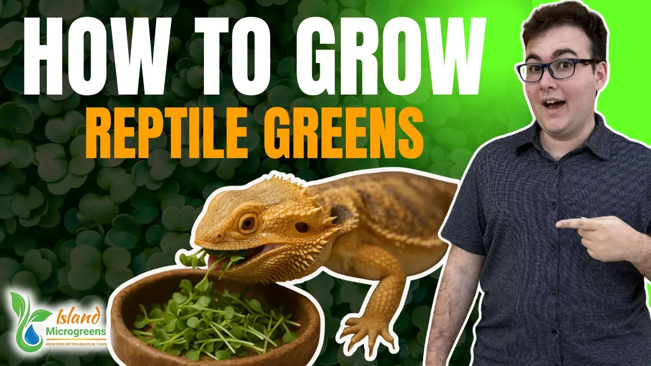 How to Grow Reptile Microgreens at Home (Fast, Mold-Free, and Without Any Equipment)