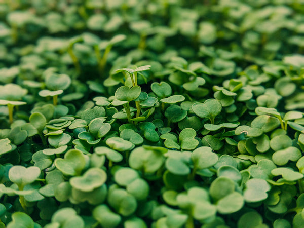 How to Grow Oriental Mustard Microgreens in 7 Days (Even If You've Never Planted a Thing)