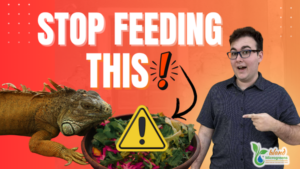 The Shocking Truth About Reptile Greens: 3 Feeding Mistakes Microgreens Can Help Fix