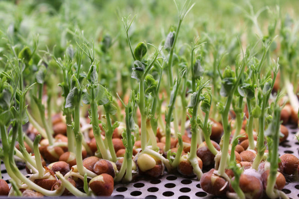 Is Growing Microgreens at Home Still Worth It in 2026? Here's What Most People Don't Realize
