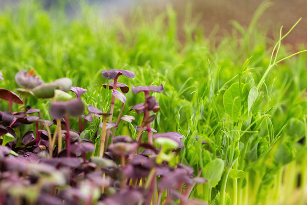 Top 5 Health Benefits of Microgreens: Tiny Greens, Big Nutrition