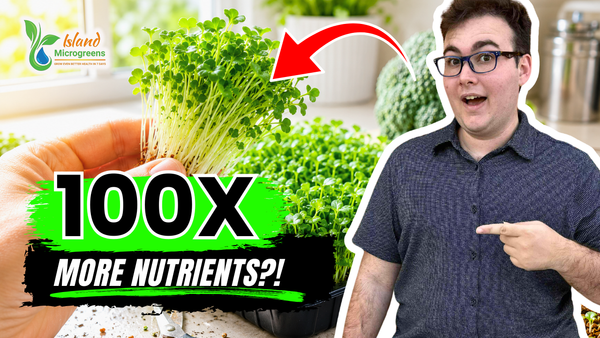 How to Grow Broccoli Microgreens at Home in 7 Days (Step-by-Step Guide)