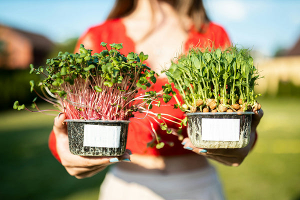 Are Microgreens Safe for Reptiles? A Careful Guide for Fresh, Species-Smart Feeding