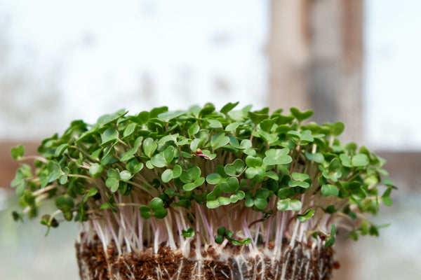 Can Food Really Be Medicine? What Research Says About Microgreens and Everyday Inflammation