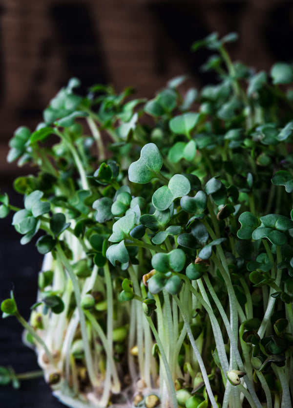 The Tiny Microgreen Habit That Makes You Impossible to Control