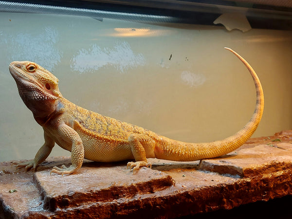 Why Reptile Owners Are Growing Their Own Greens