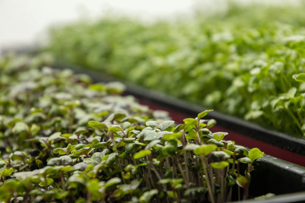 Creative Ways to Use Sunflower Microgreens