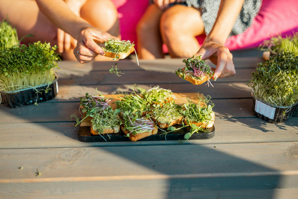Avocado Toast with Sunflower Microgreens: A Fresh, Crunchy Breakfast Recipe