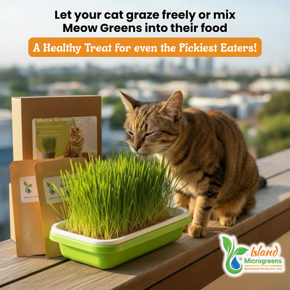 Cat looking at a container of green cat grass with 'Island Microgreens'.