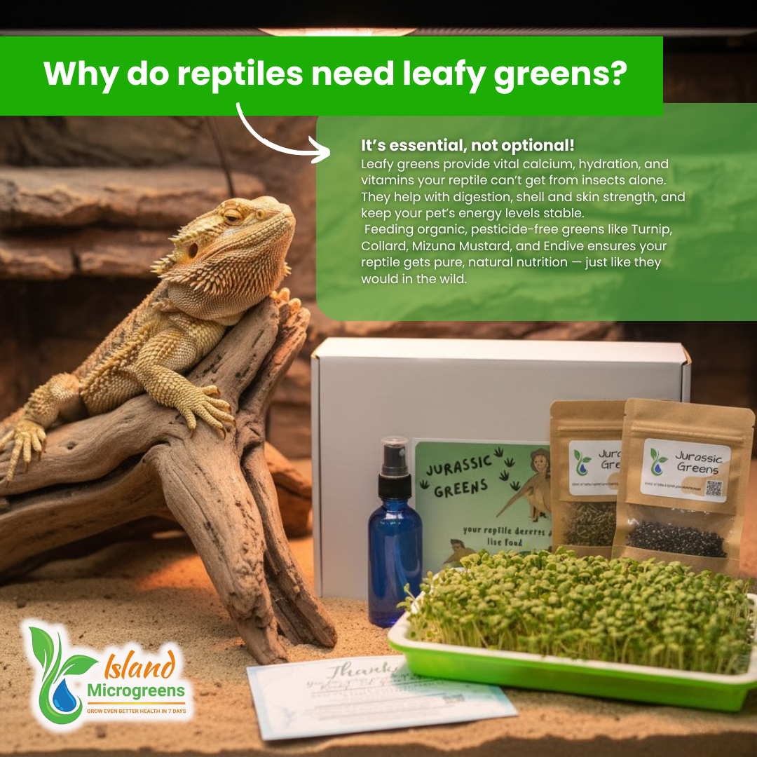 Reptile with leafy greens and Island Microgreens products on a wooden background