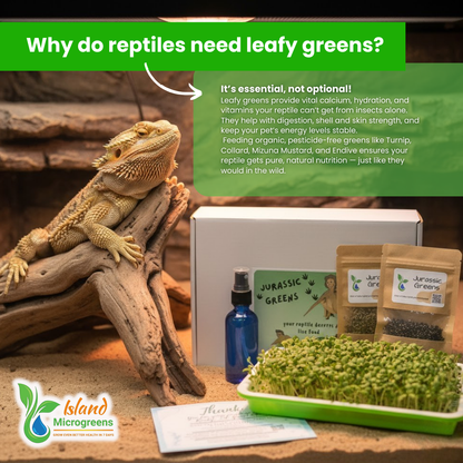 Reptile with leafy greens and Island Microgreens products on a wooden background