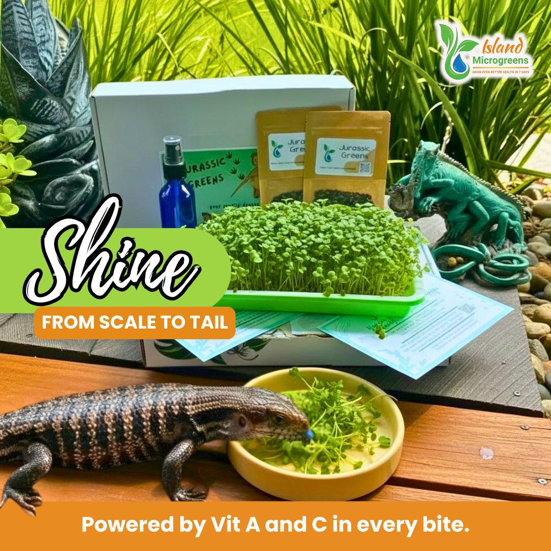 Lizard eating microgreens from a bowl with 'Island Microgreens' branding and promotional text.