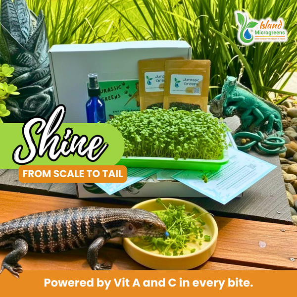 Lizard eating microgreens from a bowl with 'Island Microgreens' branding and promotional text.
