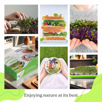 Collage of images showing the preparation and enjoyment of a sandwich with microgreens, including hands preparing ingredients and holding a bowl of salad.