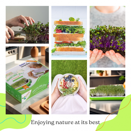 Collage of images showing the preparation and enjoyment of a sandwich with microgreens, including hands preparing ingredients and holding a bowl of salad.