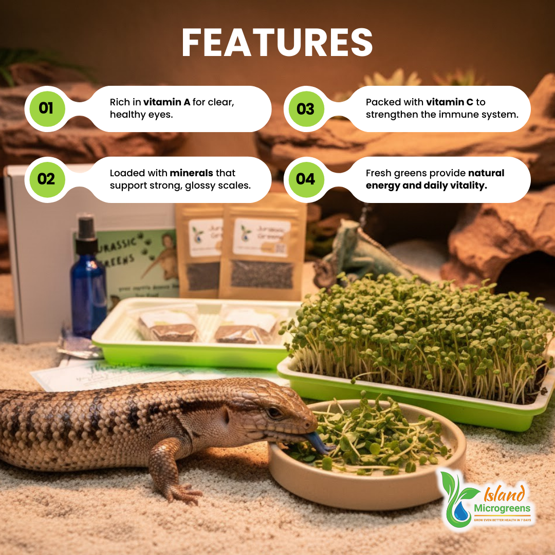 Lizard eating microgreens with text on features and Island Microgreens branding.