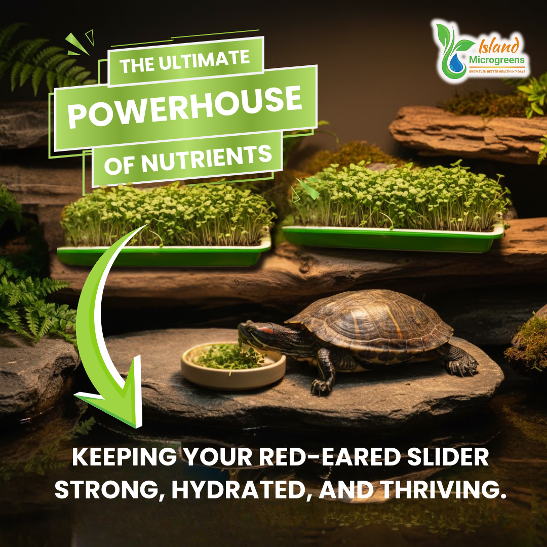 Tortoise with microgreens and text about nutrients for red-eared sliders