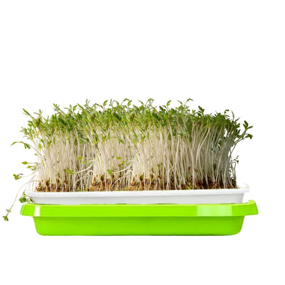 Watercress Microgreens on a green Island Microgreens tray with a white background