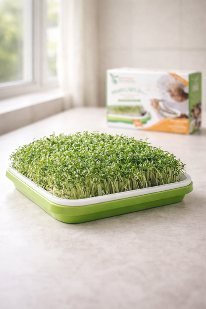Green tray with sprouts on a light surface, with a box in the background.