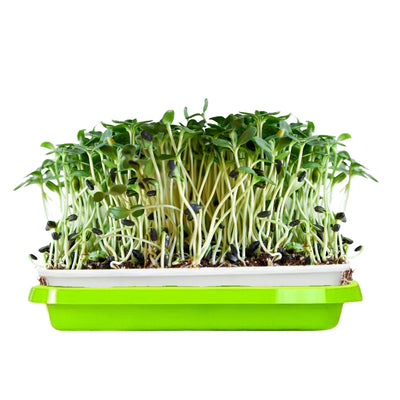 Sunflower microgreens on a green Island Microgreen tray  on a white background