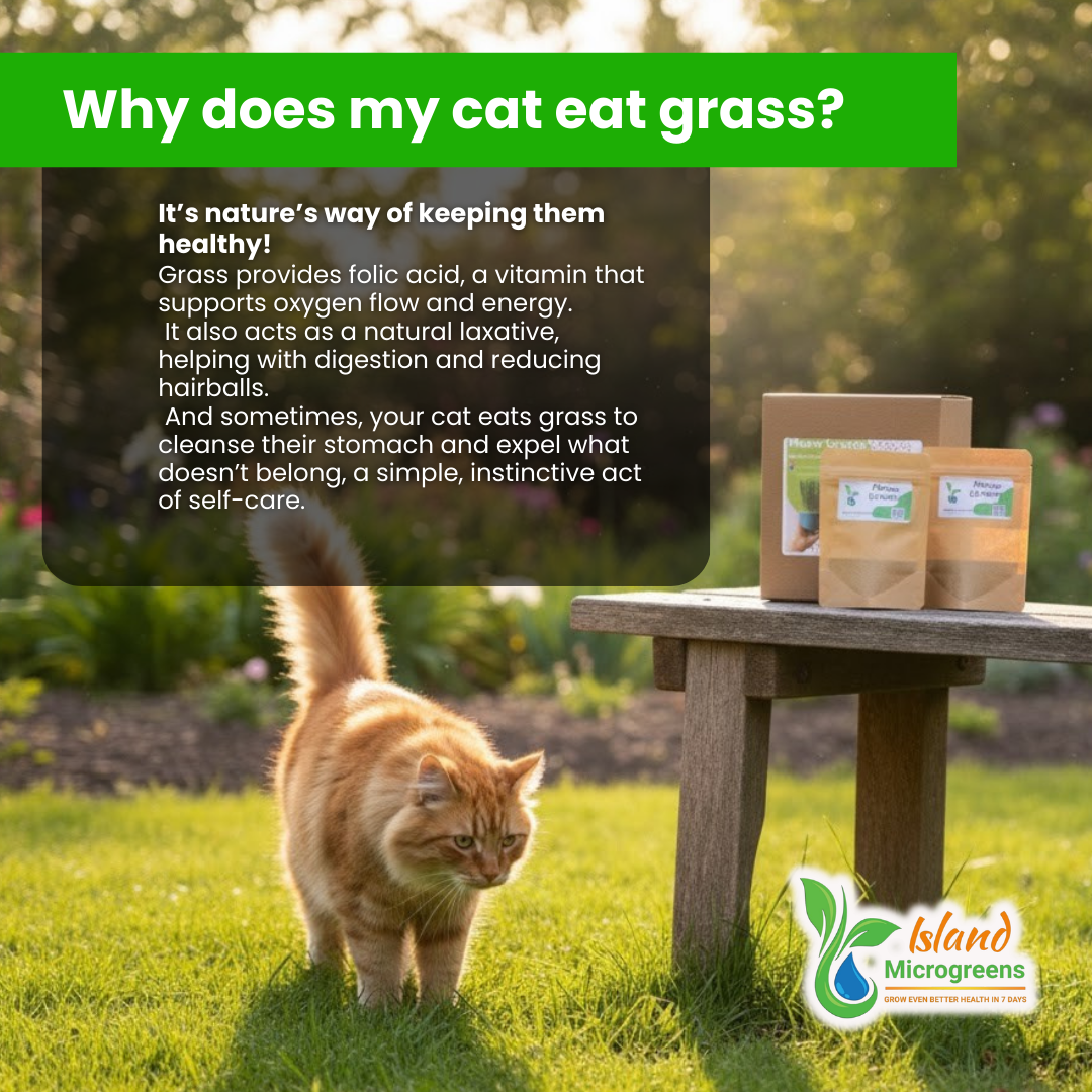 Cat eating grass with text explaining why cats eat grass and Island Microgreens packaging on a table.