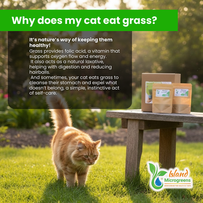 Cat eating grass with text explaining why cats eat grass and Island Microgreens packaging on a table.