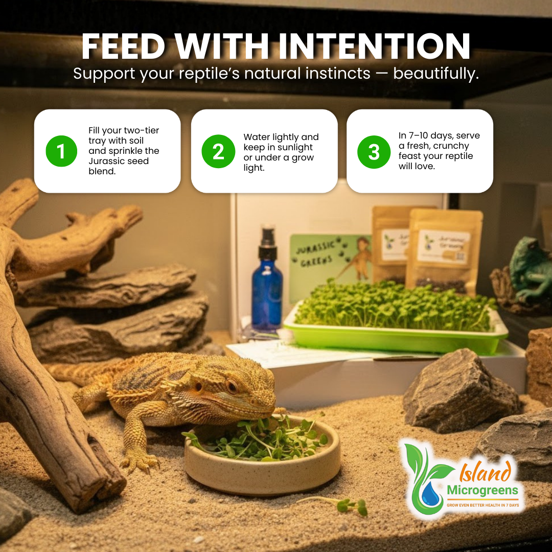 bearded dragon in a terrarium with Island Microgreens branding and instructions on feeding reptile microgreens.