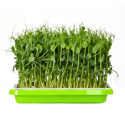 Green pea microgreen sprouts in a green Island Microgreens tray on a white background