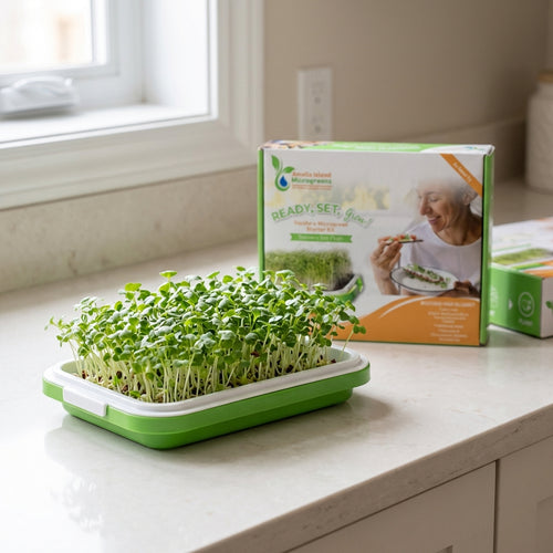 Green microgreen sprouts in a tray with a gardening kit box on a kitchen counter.