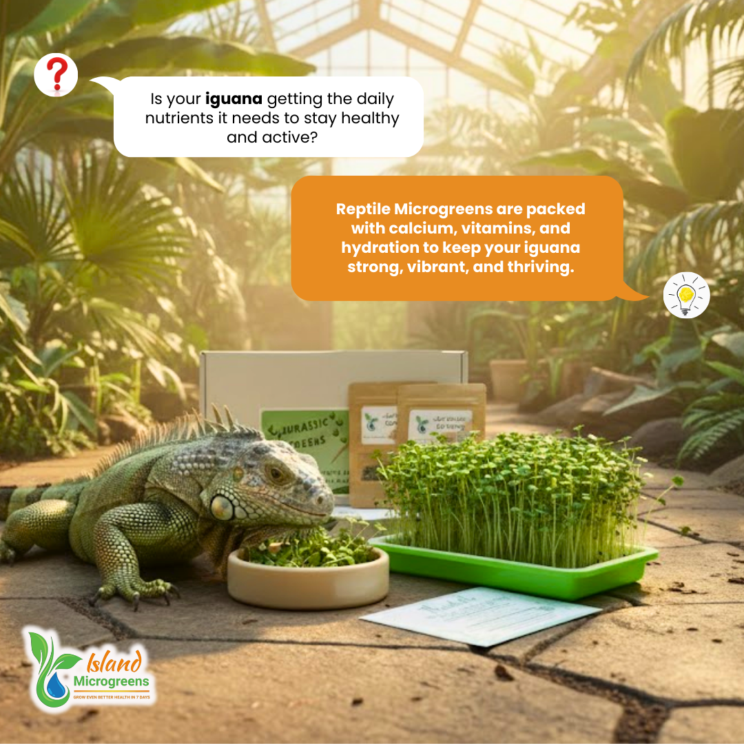 Iguana eating microgreens with text about reptile microgreens in a natural setting.