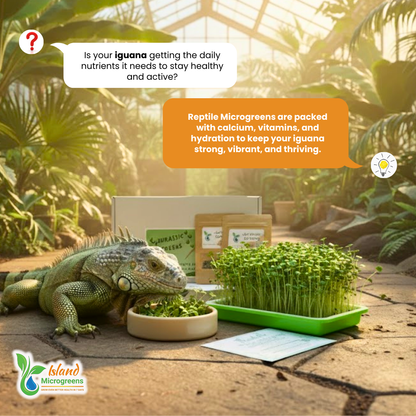 Iguana eating microgreens with text about reptile microgreens in a natural setting.