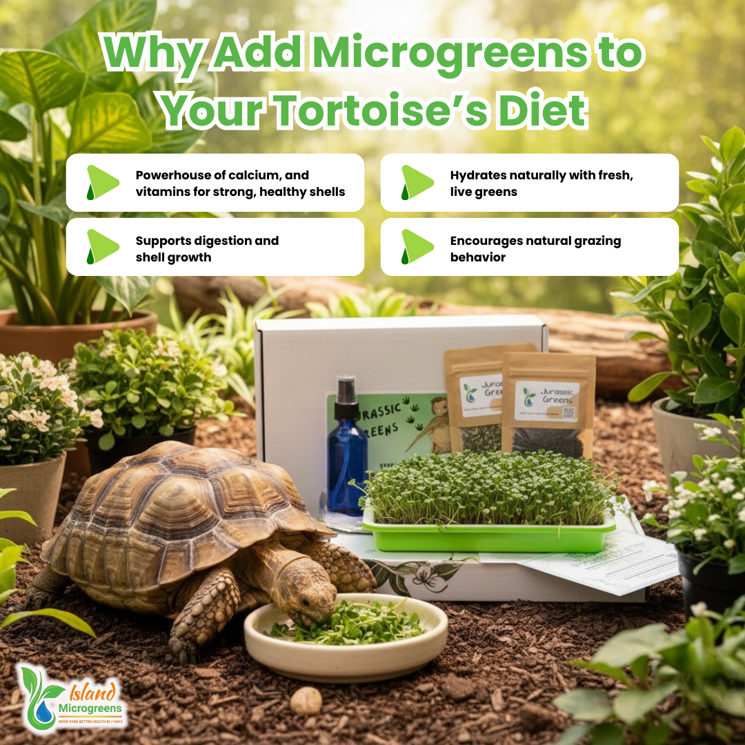 Tortoise eating microgreens with text about adding microgreens to a tortoise's diet.