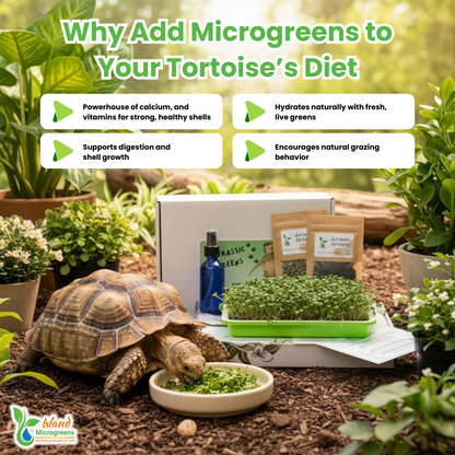 Tortoise eating microgreens with text about adding microgreens to a tortoise's diet.