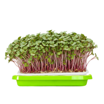 Radish Microgreens in a green Island Microgreens container on a white background