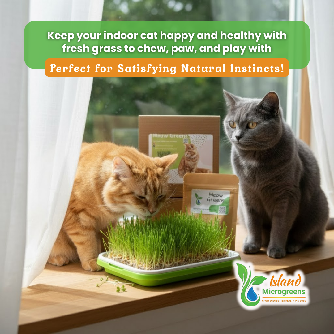 Two cats interacting with Island Microgreens cat grass kit on a windowsill.