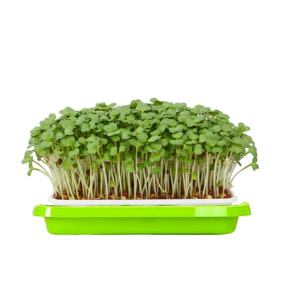 Green Island Microgreen sprout tray with broccoli microgreens on a white background
