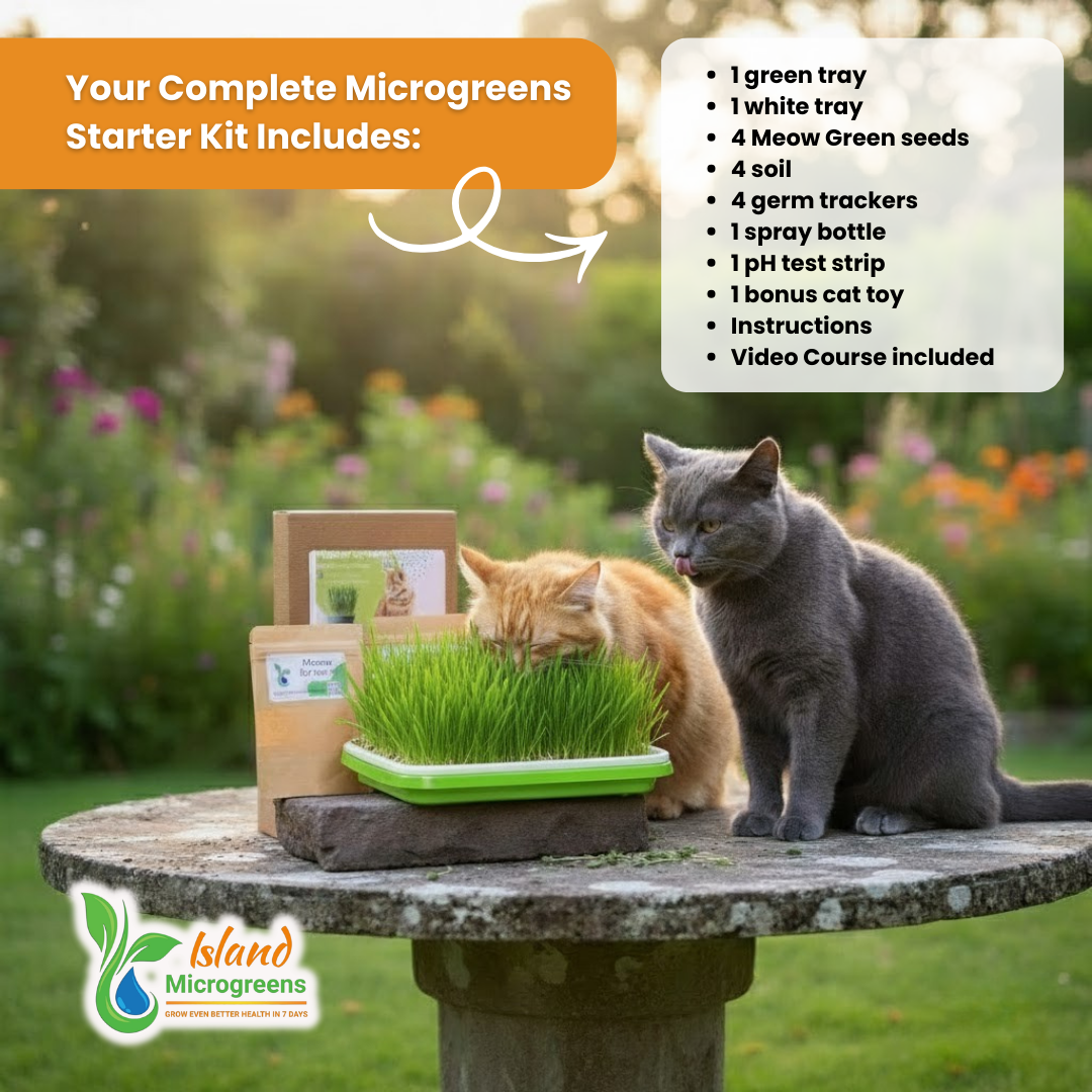 Two cats with a  meow greens microgreens starter kit on a stone surface outdoors.