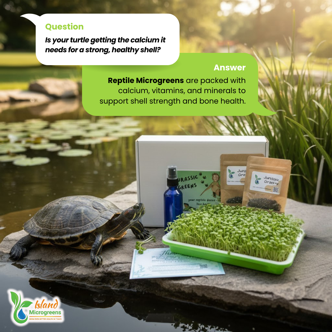 Tortoise with Reptile Microgreens and Island Microgreens products by a pond