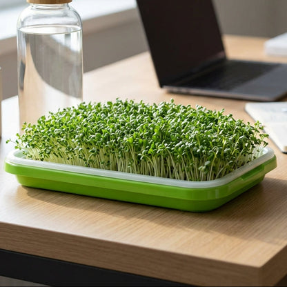 Green sprout tray on a desk with a laptop and water bottle in the background